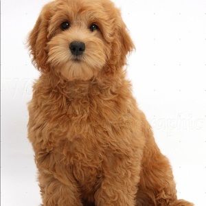 Meet your Posher, Cody